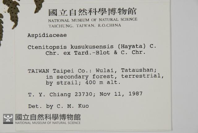 高士佛擬肋毛蕨藏品圖，第2張