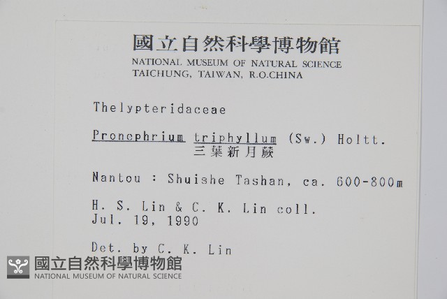 新月蕨藏品圖，第2張