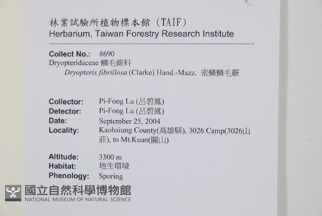 密鱗鱗毛蕨藏品圖，第2張