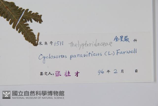 密毛毛蕨藏品圖，第2張