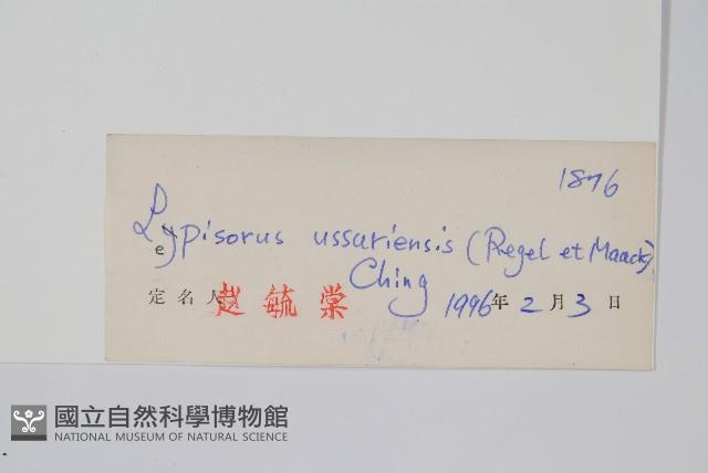 烏蘇里瓦葦藏品圖，第2張