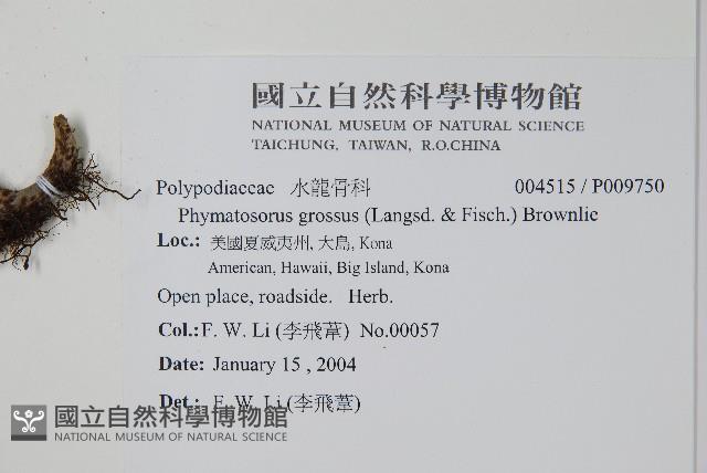 Accession Number:P009750 Collection Image, Figure 2, Total 2 Figures