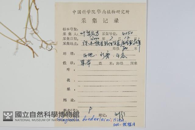 生根卷柏藏品圖，第2張