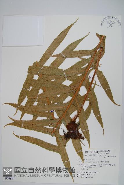 Accession Number:P006550 Collection Image, Figure 1, Total 2 Figures