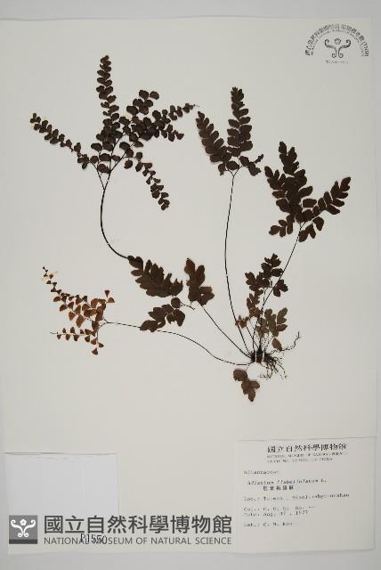 扇葉鐵線蕨藏品圖，第1張