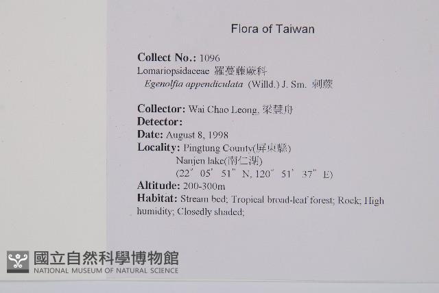 刺蕨藏品圖，第2張