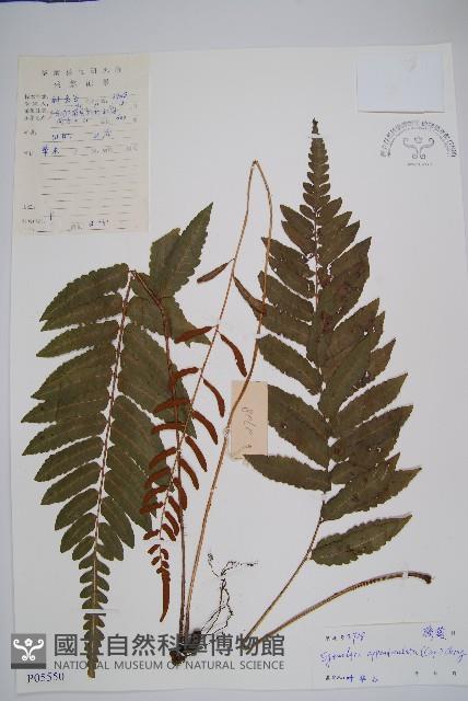 刺蕨藏品圖，第1張