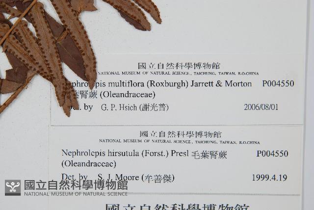 毛葉腎蕨藏品圖，第1張