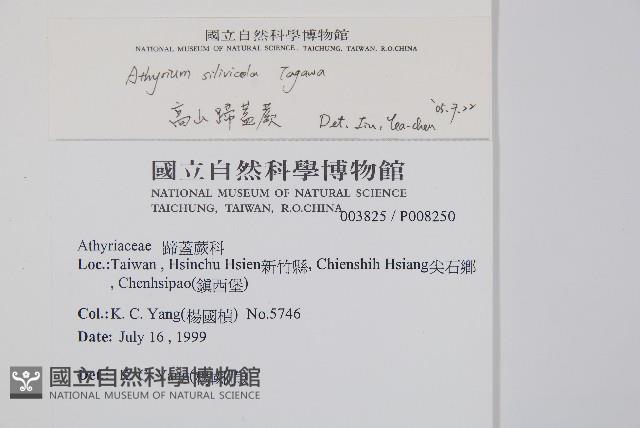 高山蹄蓋蕨藏品圖，第5張