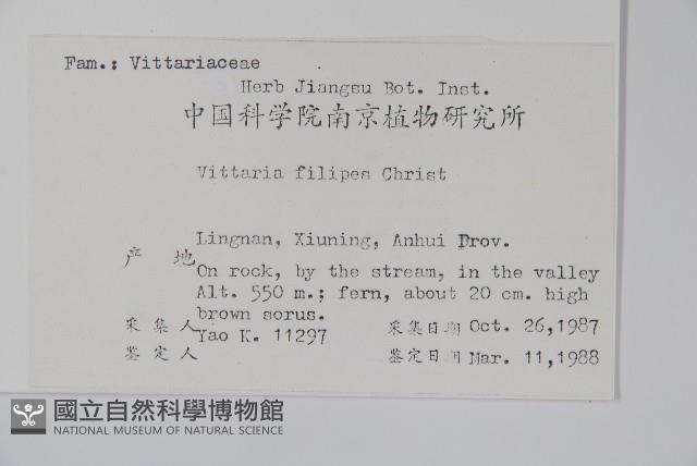 紐柄書帶蕨藏品圖，第2張