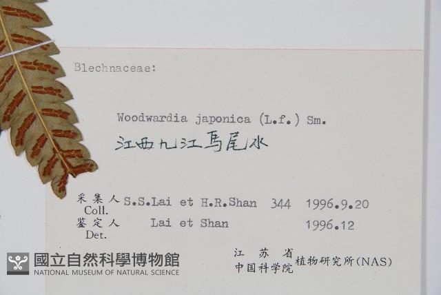 日本狗脊蕨藏品圖，第2張