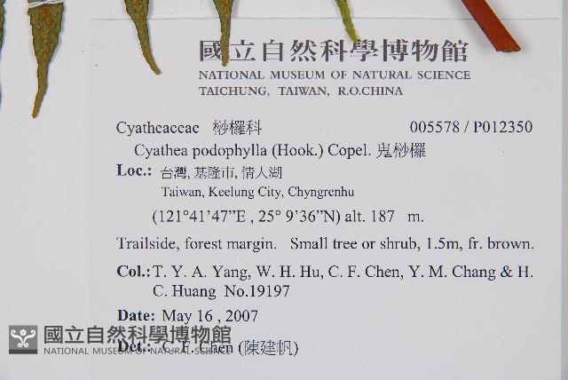 鬼桫欏藏品圖，第2張