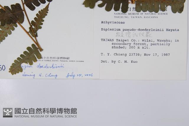 德氏雙蓋蕨藏品圖，第2張