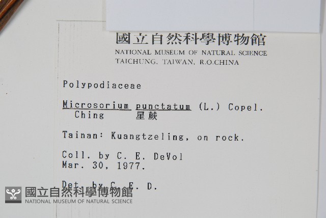 星蕨藏品圖，第2張