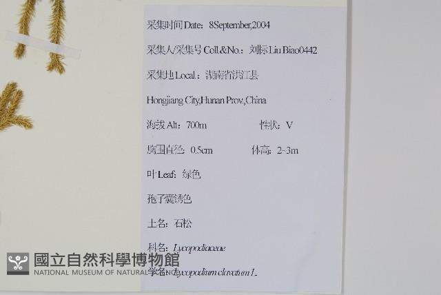 石松藏品圖，第2張