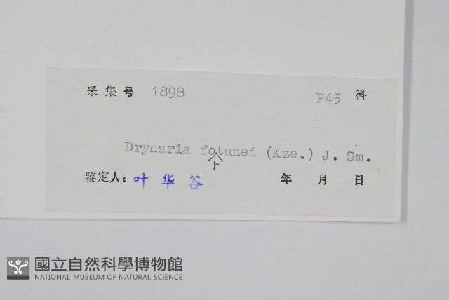 槲蕨藏品圖，第2張
