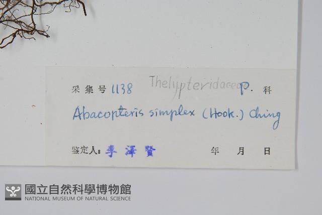 單葉新月蕨藏品圖，第2張