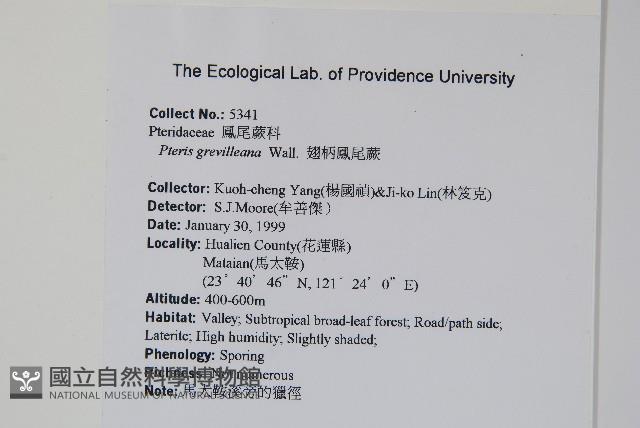 翅柄鳳尾蕨藏品圖，第2張