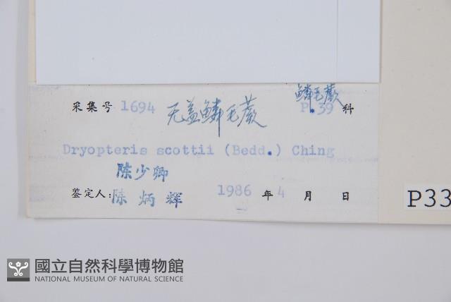 史氏鱗毛蕨藏品圖，第1張