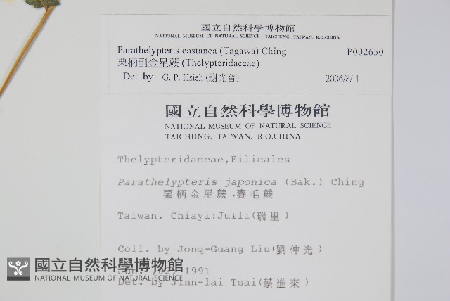 栗柄副金星蕨藏品圖，第2張