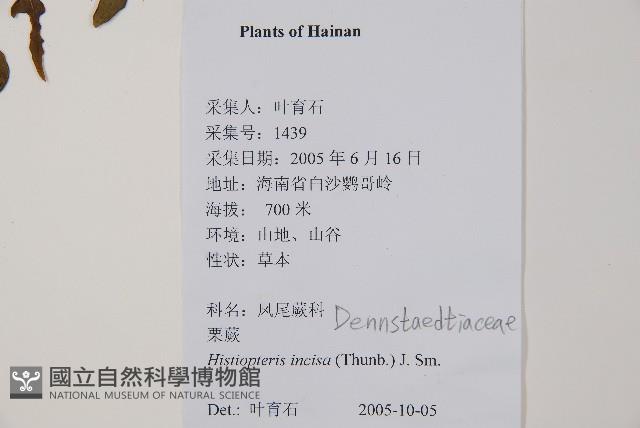 栗蕨藏品圖，第2張