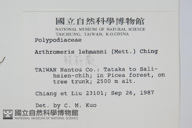 肢節蕨藏品圖，第2張