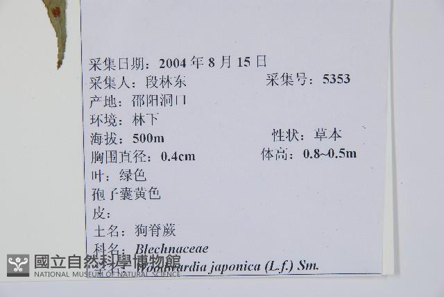 日本狗脊蕨藏品圖，第2張