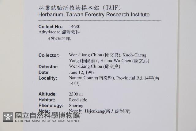 對生蹄蓋蕨藏品圖，第2張