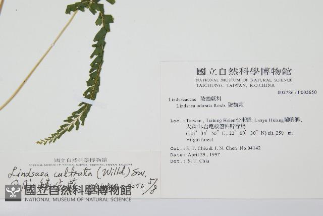 網脈鱗始蕨藏品圖，第2張