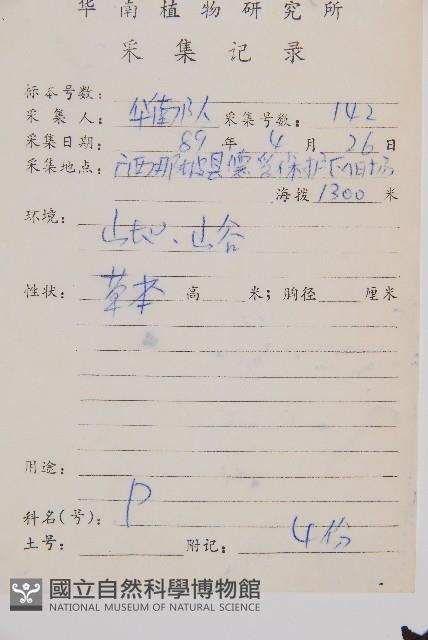 褐色短腸蕨藏品圖，第2張