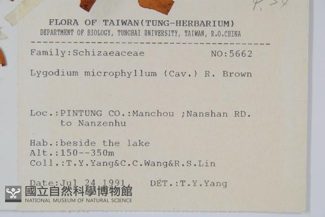 小葉海金沙藏品圖，第2張