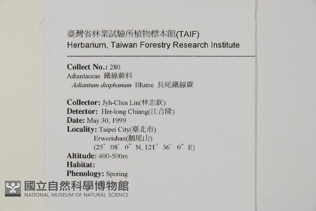 長尾鐵線蕨藏品圖，第2張