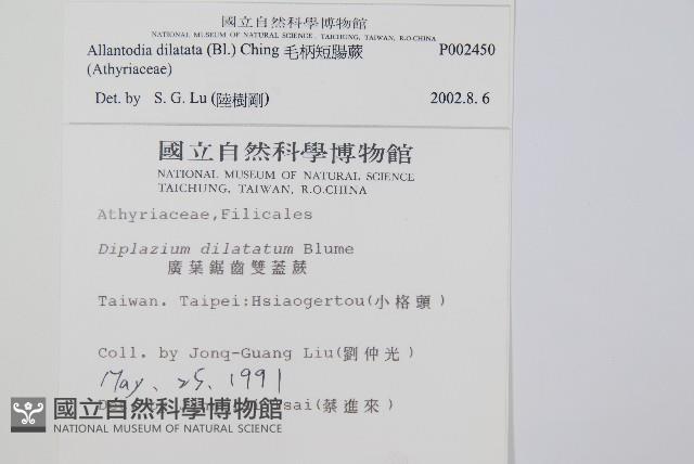 毛柄短腸蕨藏品圖，第2張