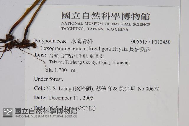 長柄劍蕨藏品圖，第2張