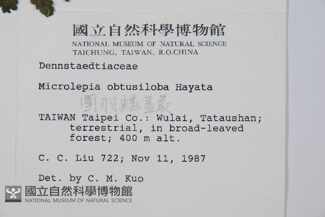 團羽鱗蓋蕨藏品圖，第2張