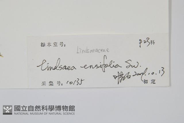 箭葉鱗始蕨藏品圖，第2張