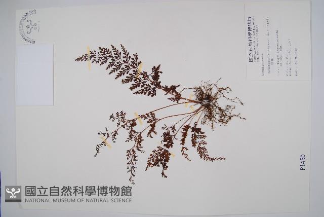 烏蕨藏品圖，第1張