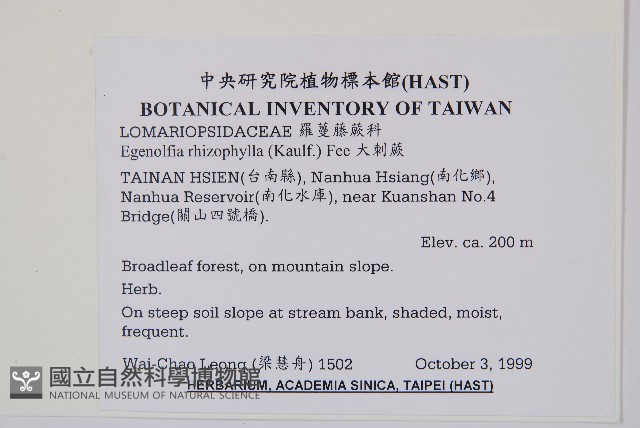 大刺蕨藏品圖，第2張