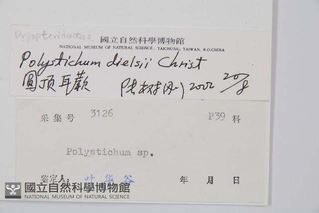 圓頂耳蕨藏品圖，第2張