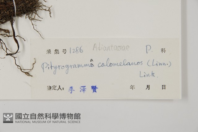 粉葉蕨藏品圖，第2張