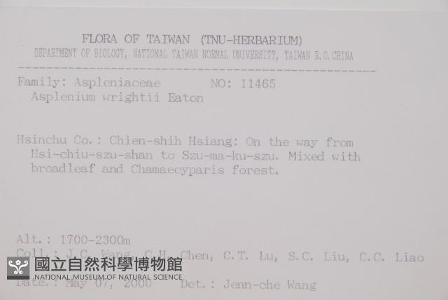 威氏鐵角蕨藏品圖，第2張