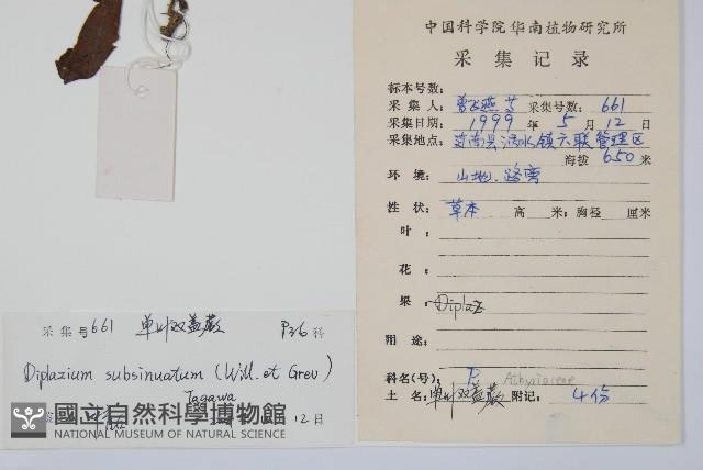 單葉雙蓋蕨藏品圖，第2張