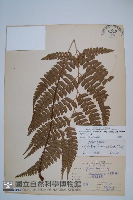 斜方複葉耳蕨藏品圖，第1張