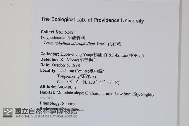 抱樹蕨、伏石蕨藏品圖，第2張