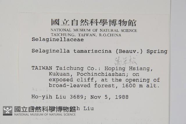 萬年松藏品圖，第2張