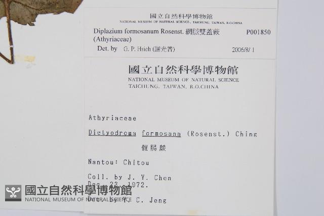 網脈雙蓋蕨藏品圖，第2張