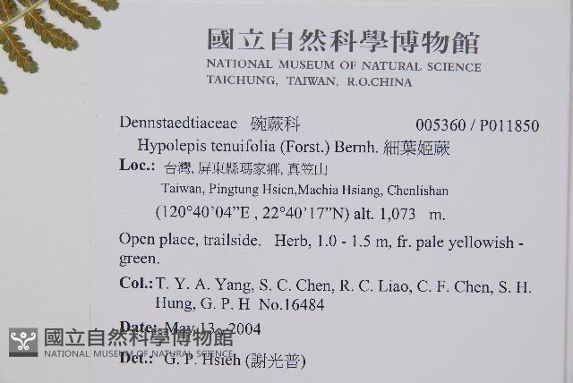 姬蕨藏品圖，第5張