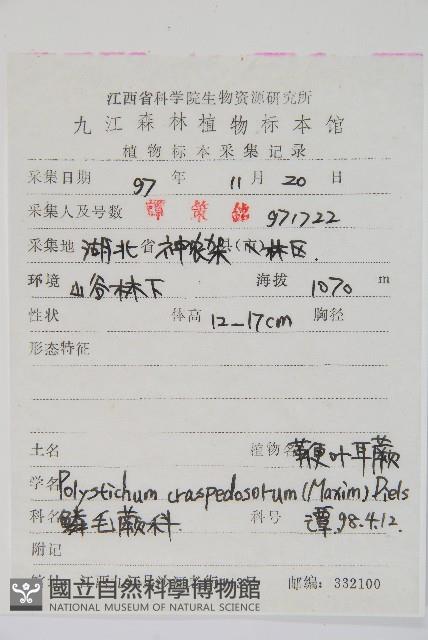 鞭葉耳蕨藏品圖，第2張