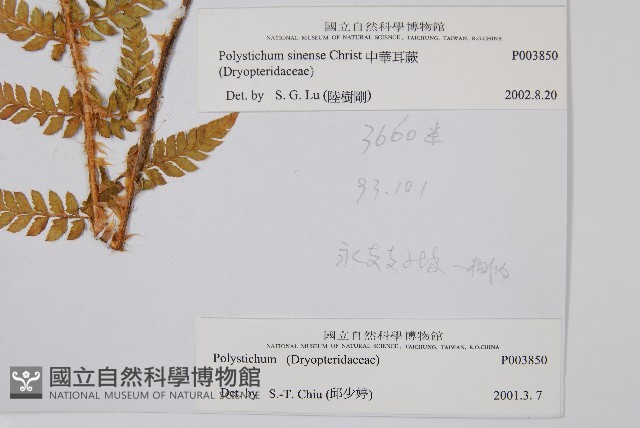 福山氏耳蕨藏品圖，第2張