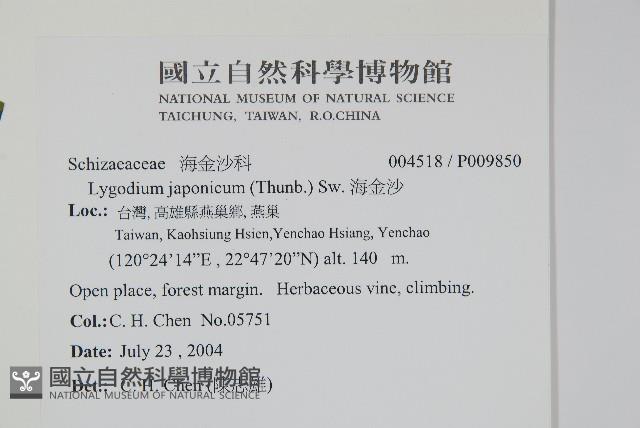 海金沙藏品圖，第2張